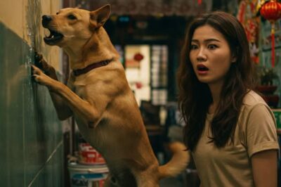 Chú chó nhà sủa inh ỏi trước bức tường vừa được sơn mới, con gái lại gần phát hiện bí mật đ/ộng tr/ời của cha dượng