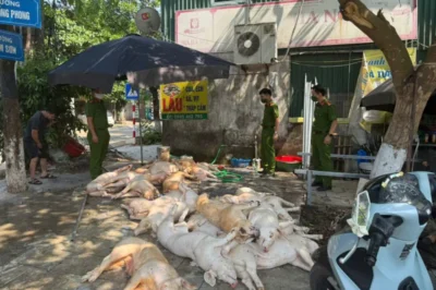 Lực lượng chức năng phát hiện có 22 con lợn không đảm bảo vệ sinh an toàn thực phẩm