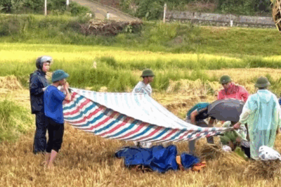 Ra đồng buộc lúa, người cha Hà Tĩnh vị sét đá:nh tuvong khi mở điện thoại xem các con kịp về nhà tránh mưa
