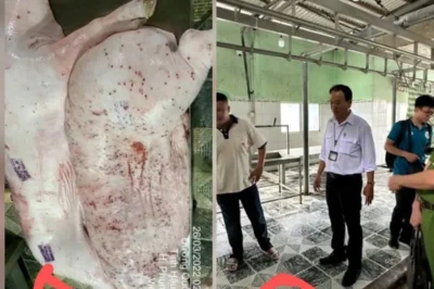 Hình ảnh daman ở ao cá nơi t/iêu h/ủy h/eo b/ệnh của C.P. Việt Nam