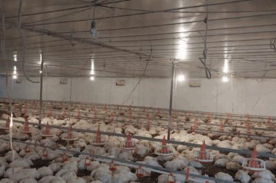 Trời ơi, hơn 10.000 con gà “chếch” độ:t n:gột đã được sơ chế đưa đi tiêu thụ, bán giá cực rẻ để vớt vốn