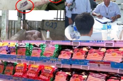 Đằng sau về việc lưu thông heo b:ệnh tại cơ sở gia công cho C.P. Việt Nam
