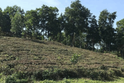 Chuyển 210m2 đất trồng cây thành đất ở, một hộ dân bật khóc vì mức phí quá cao: Hơn cả gia tài cả đời tích cóp